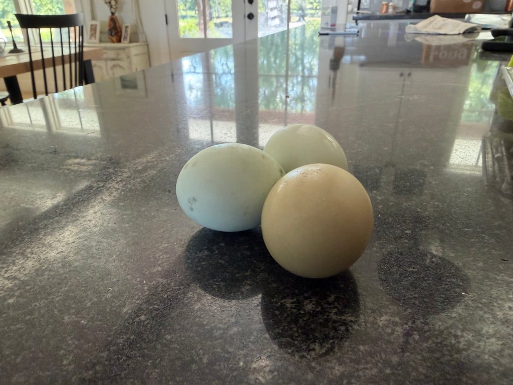 1 Dozen Farm-Fresh Eggs Large